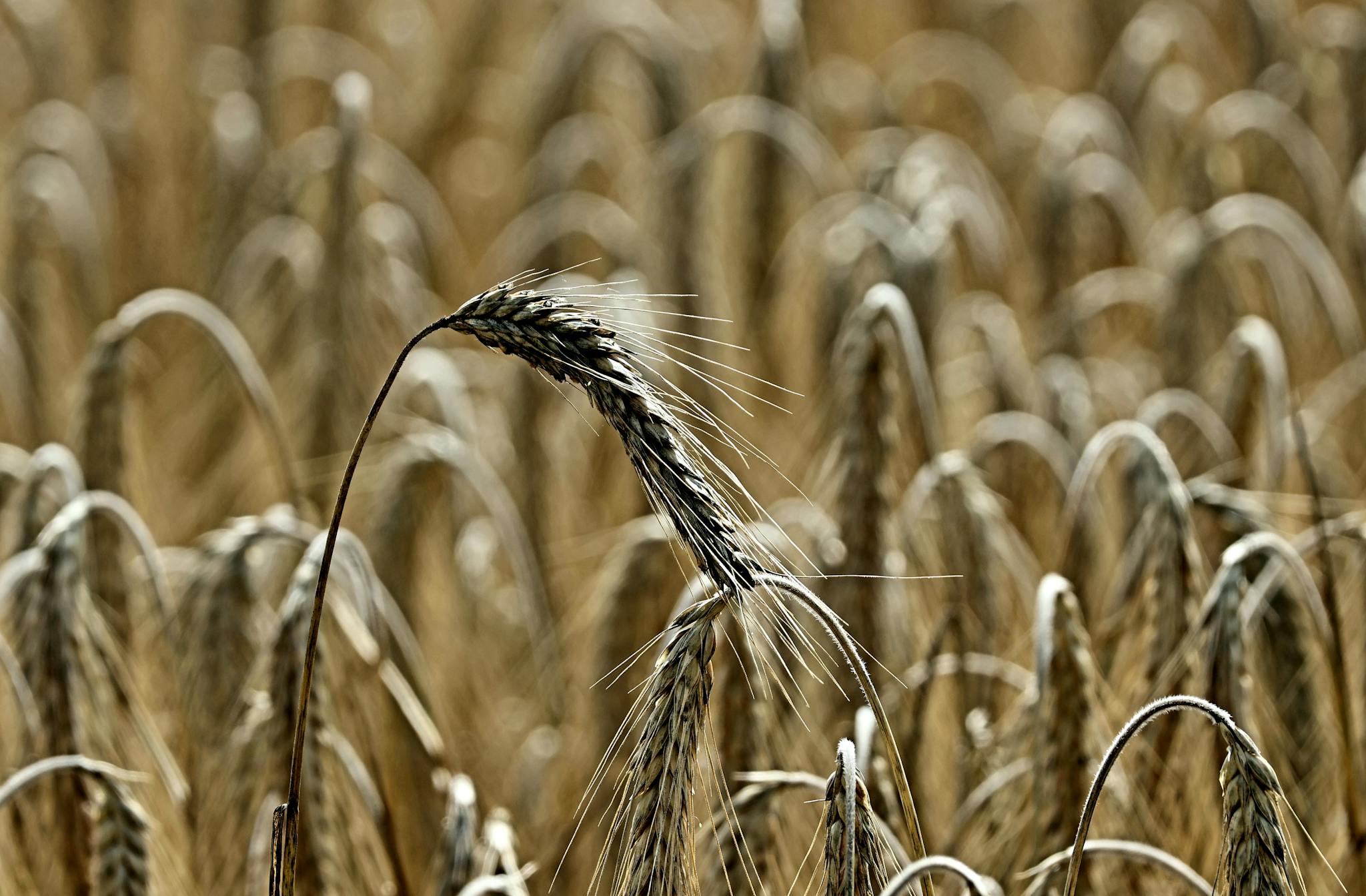 Close-up of ripe wheat in a golden field during harvest season, showcasing agriculture beauty.